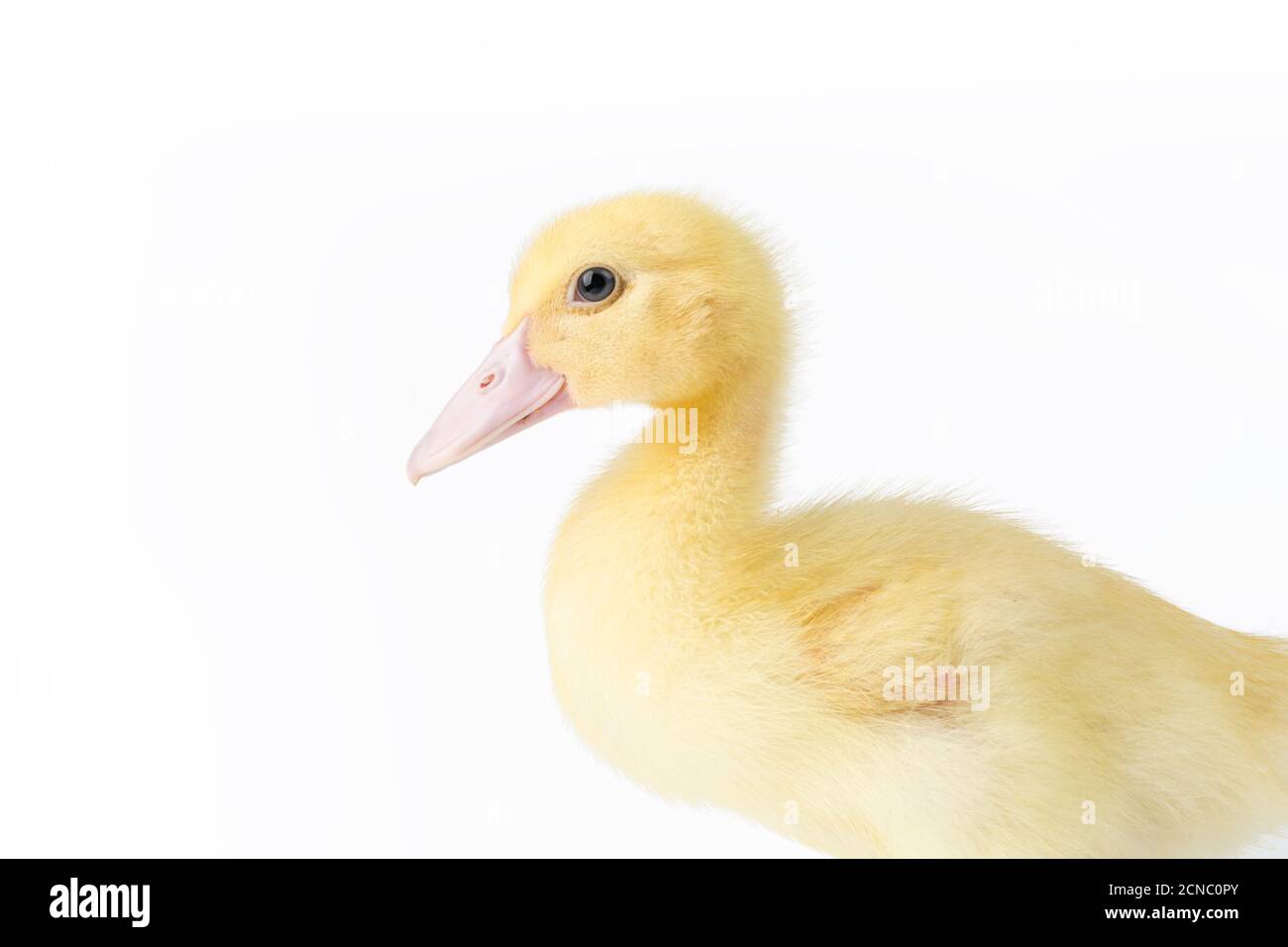 young muscovy duck closeup Stock Photo