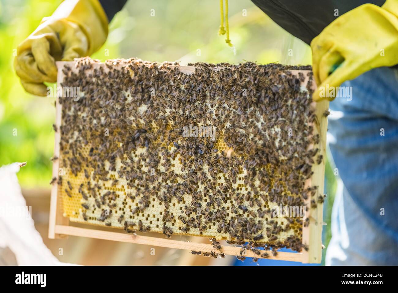 bees on honeycomb Stock Photo