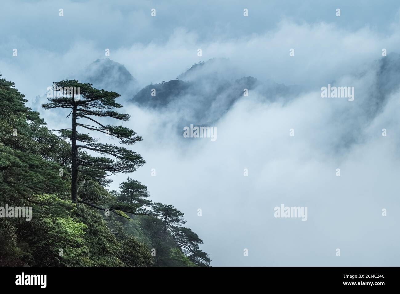 greeting pine in cloud fog Stock Photo