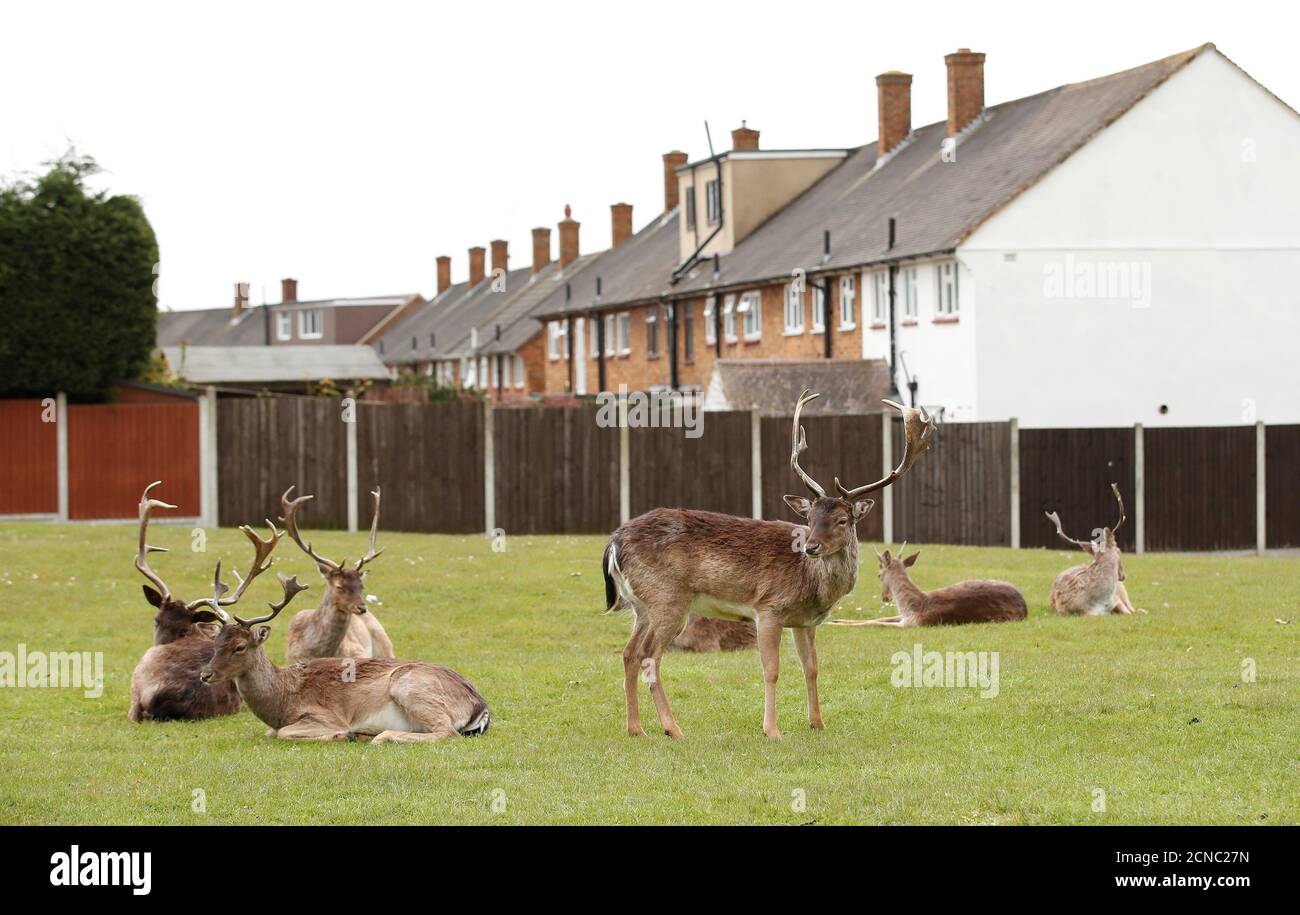 Harold hill romford hires stock photography and images Alamy