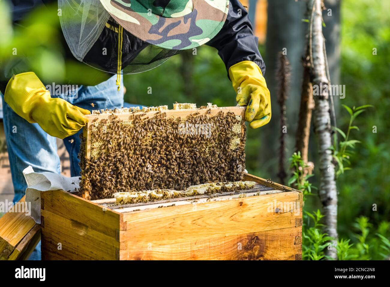 beekeeper is working Stock Photo