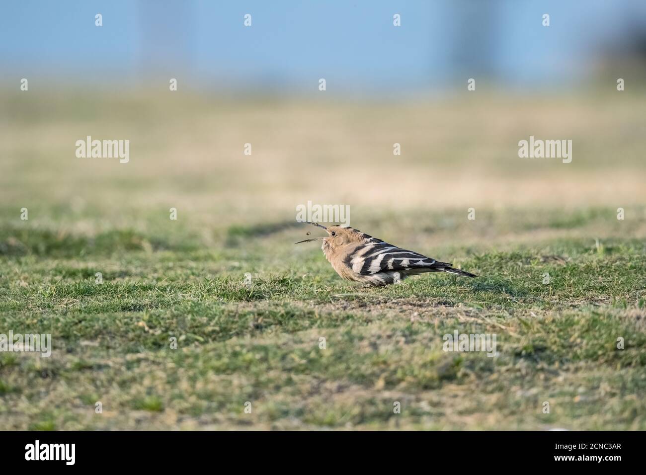 Eurasian Hoopoe on field Stock Photo