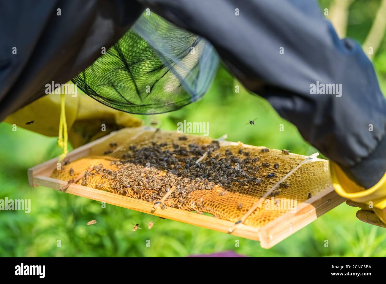honeycomb on beekeeper's hands Stock Photo