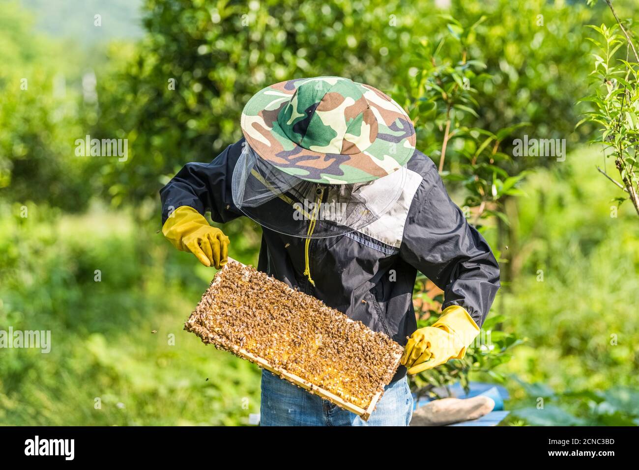 beekeeper working with bees and honeycomb Stock Photo