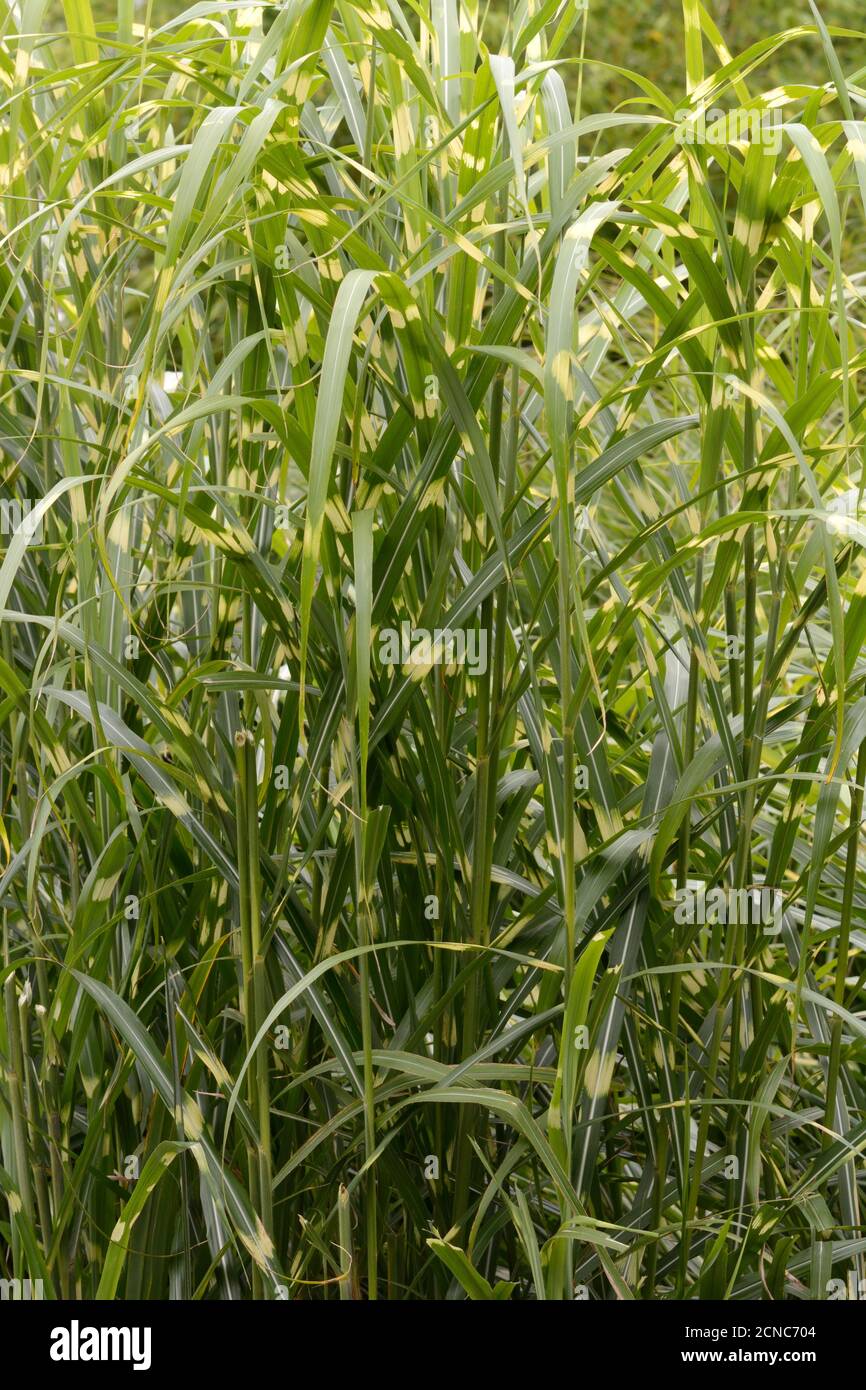 Miscanthus sinensis zebrinus zebra grass Stock Photo