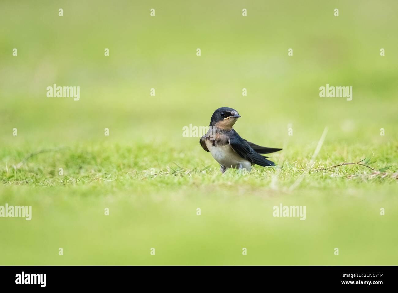 swallow stood on the grass Stock Photo