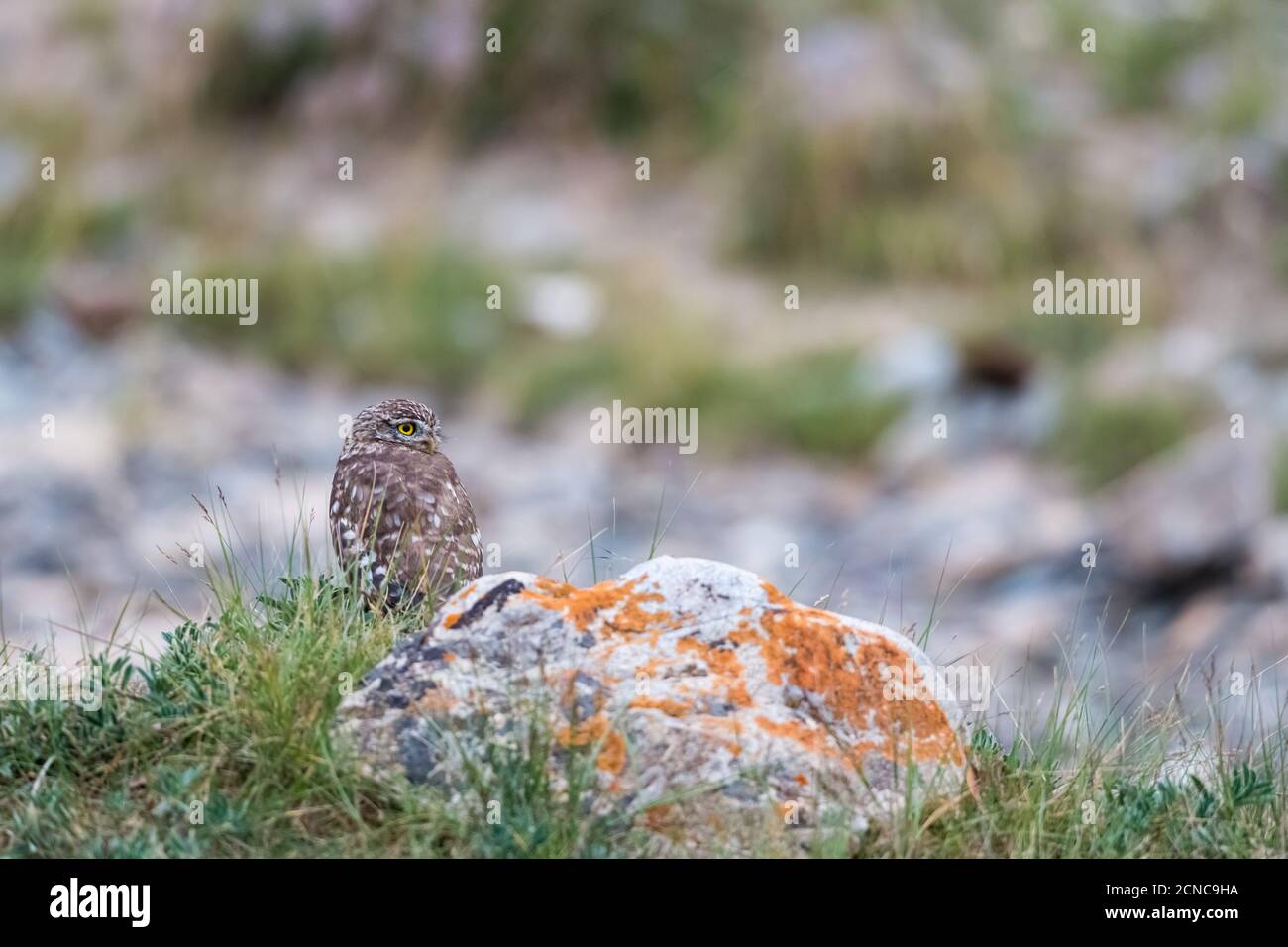 collared owlet on plateau Stock Photo