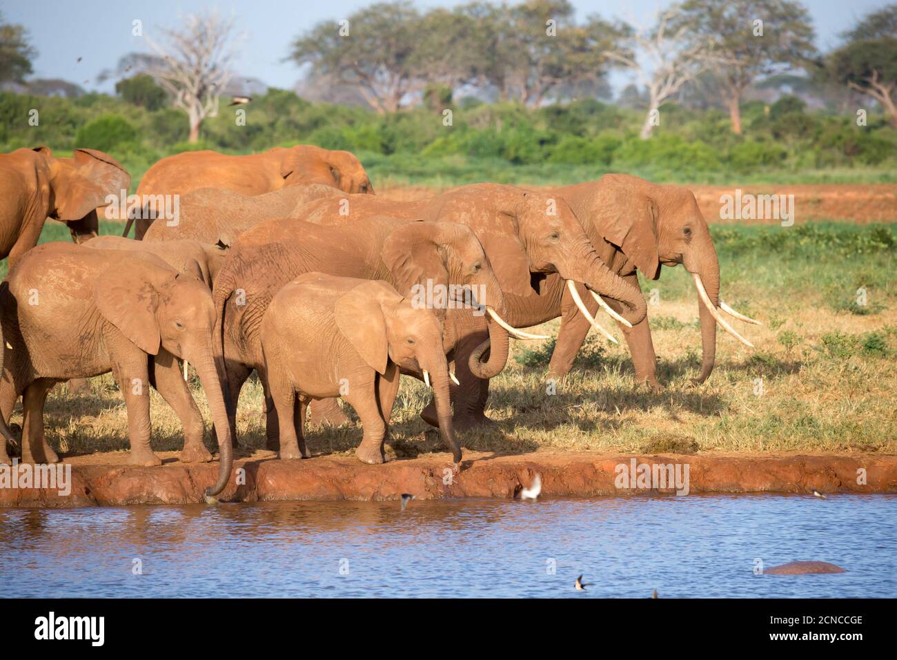 A family of red elephants at a water hole in the middle of the savannah Stock Photo