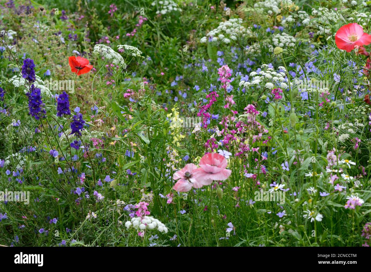 Hardy annual flower bed in a country garden Carmarthenshire Wales Cymry UK Stock Photo