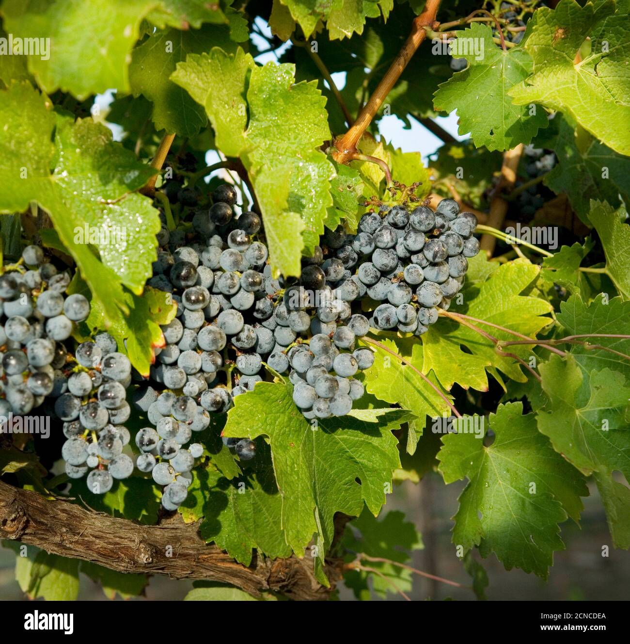 Bunches of grapes on the vine Stock Photo