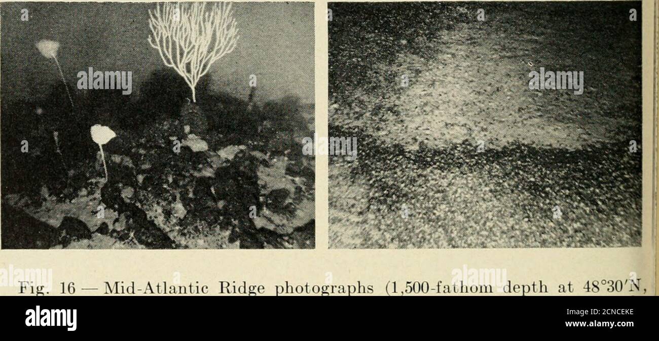 . The Bell System technical journal . Fig. 15 — Seamount photographs taken near summit of seamount on BermudaRise at 34°38N, 56°53W at depth of 1,370 fathoms. The two photos were takenabout 100 feet apart, indicating the rapid alternation of ooze and rock bottom overshort distances. The crest of the Mid-Atlantic Ridge is similar, as a bottom type, to jthe seamounts previously described. Dredge hauls have brought up |mostly basalt, although a few fragments of limestone have also been |retrieved. The photographs shown in Fig. 16 were taken about 60 feet apart on the Mid-Atlantic Ridge. They illu Stock Photo