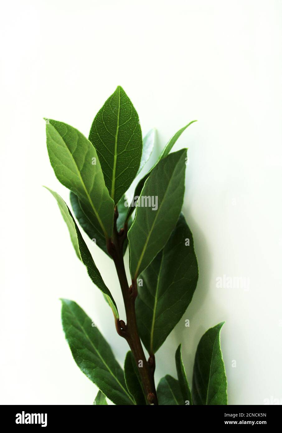 Bay leaf drink hires stock photography and images Alamy