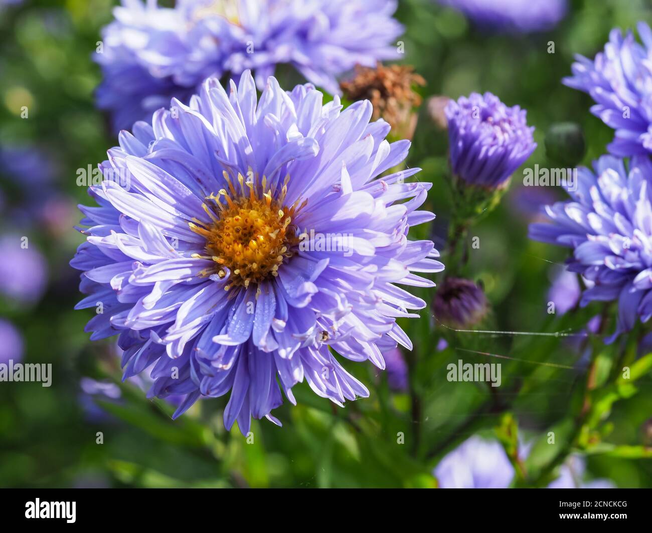 Closeup of a beautiful blue aster flower, variety Aster novi-belgii Marie Ballard Stock Photo