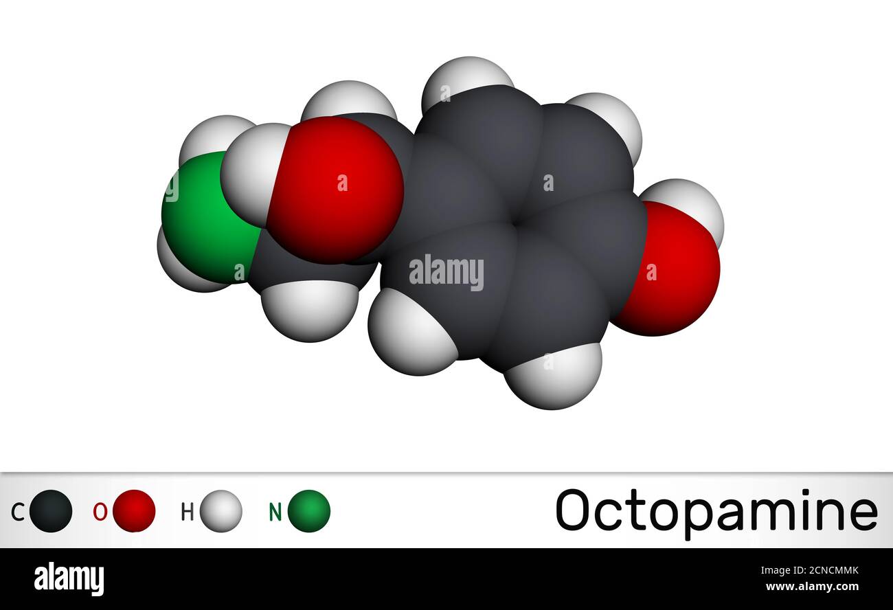 Octopamine molecule. It is biogenic phenylethanolamine, sympathomimetic drug . Structural chemical formula and molecule model. Molecular model. 3D ren Stock Photo