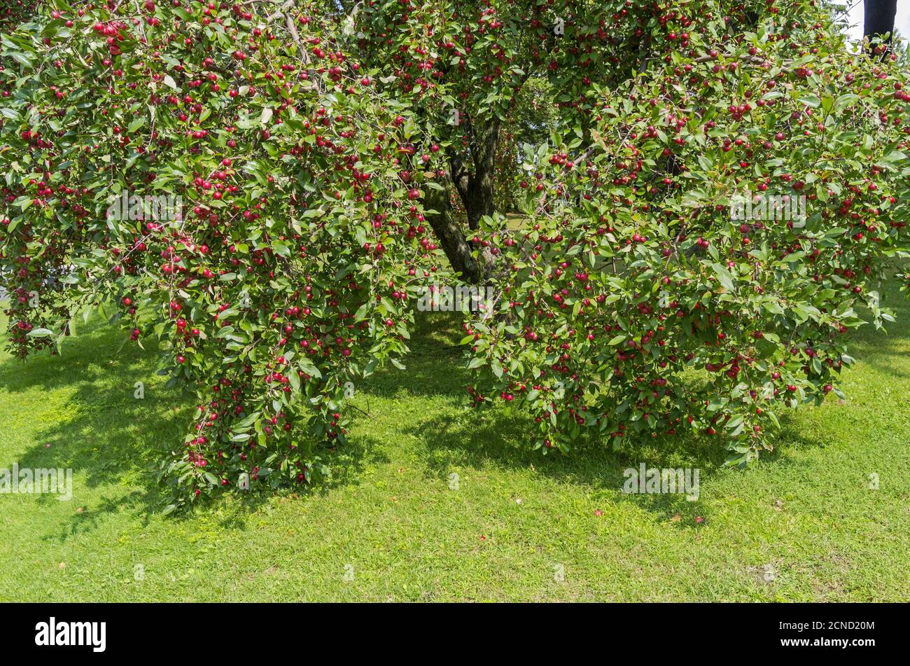 Apple tree many ripe hi-res stock photography and images - Alamy