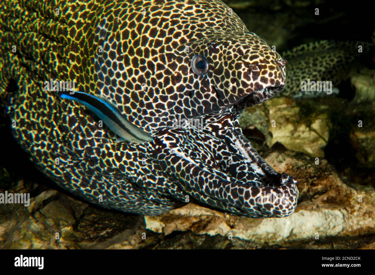 Honeycomb Moray Eel, gymnothorax favagineus, Adult with Open Mouth, with a Bluestreak Cleaner Wrasse, labroides dimidiatus, South Africa Stock Photo