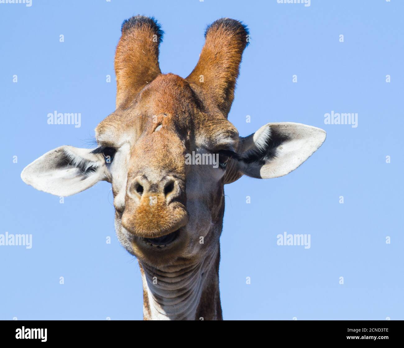 Male giraffe (Giraffa camelopardalis) head closeup portrait funny face appears to be laughing in South Africa Stock Photo