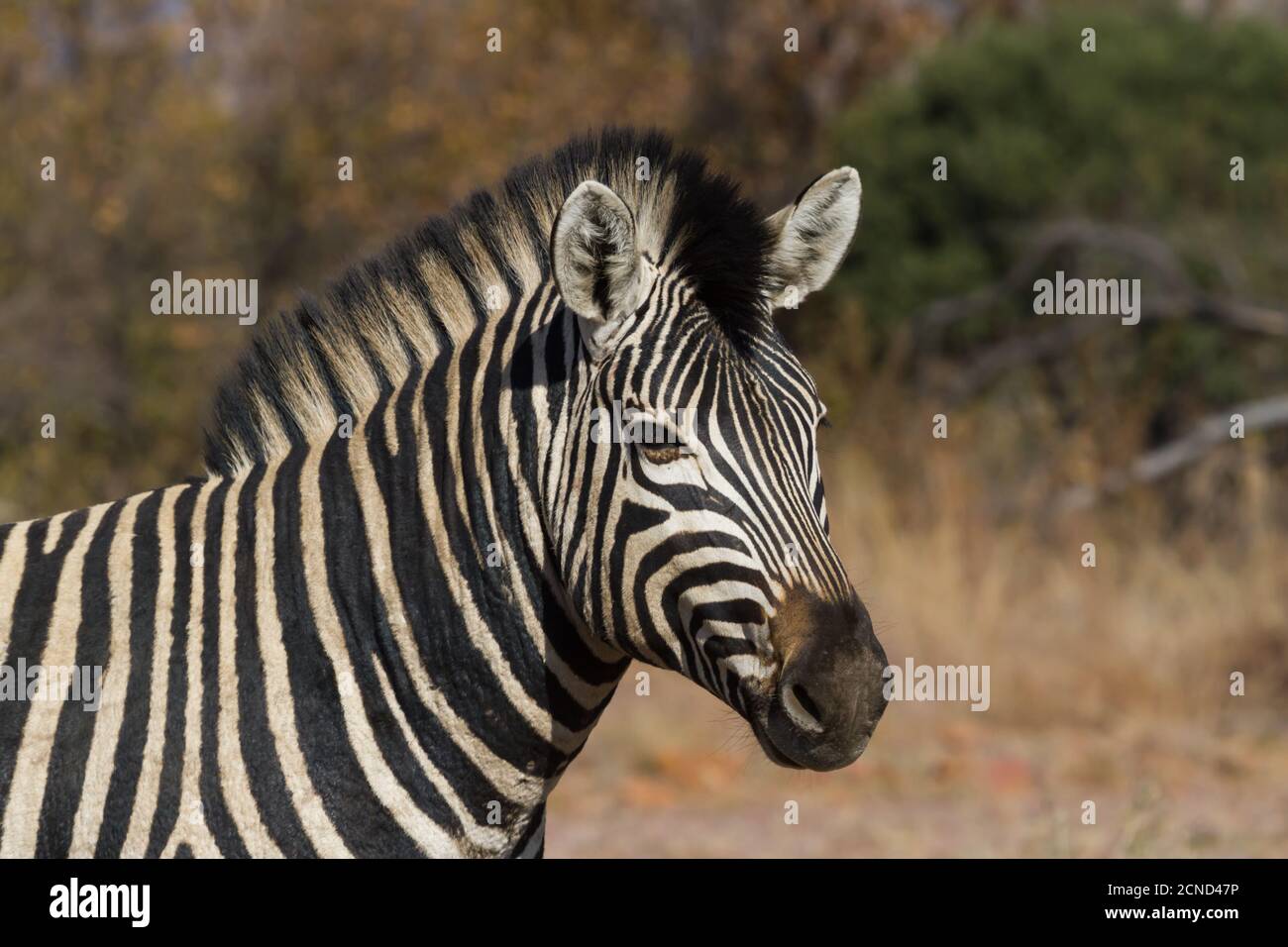 Zebra (Equus quagga burchellii) head portrait closeup against a bokeh ...