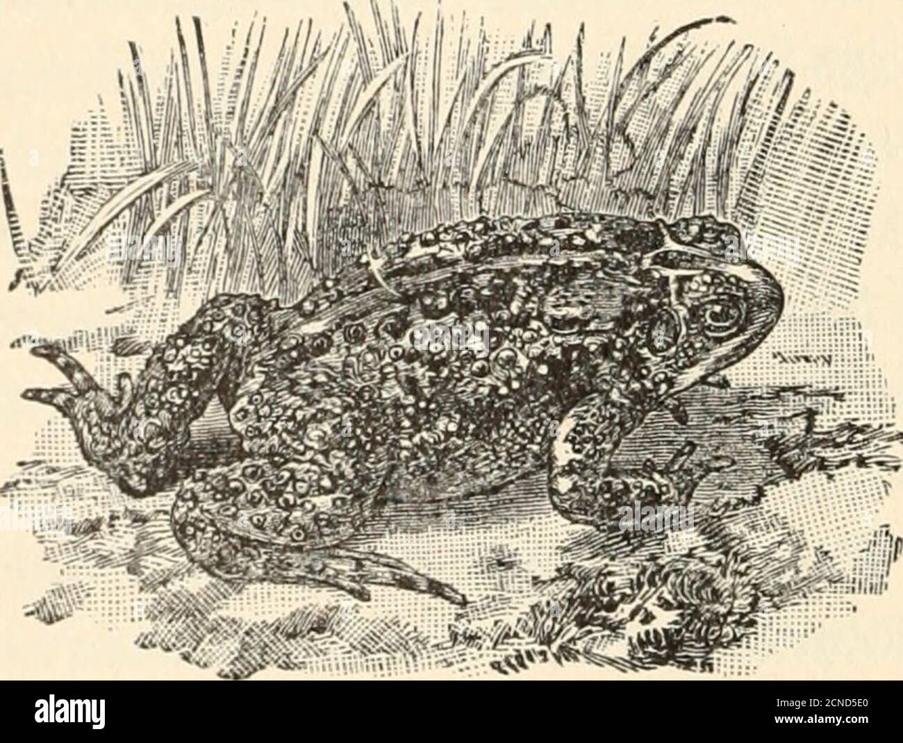 Flattened Toad High Resolution Stock Photography and Images - Alamy