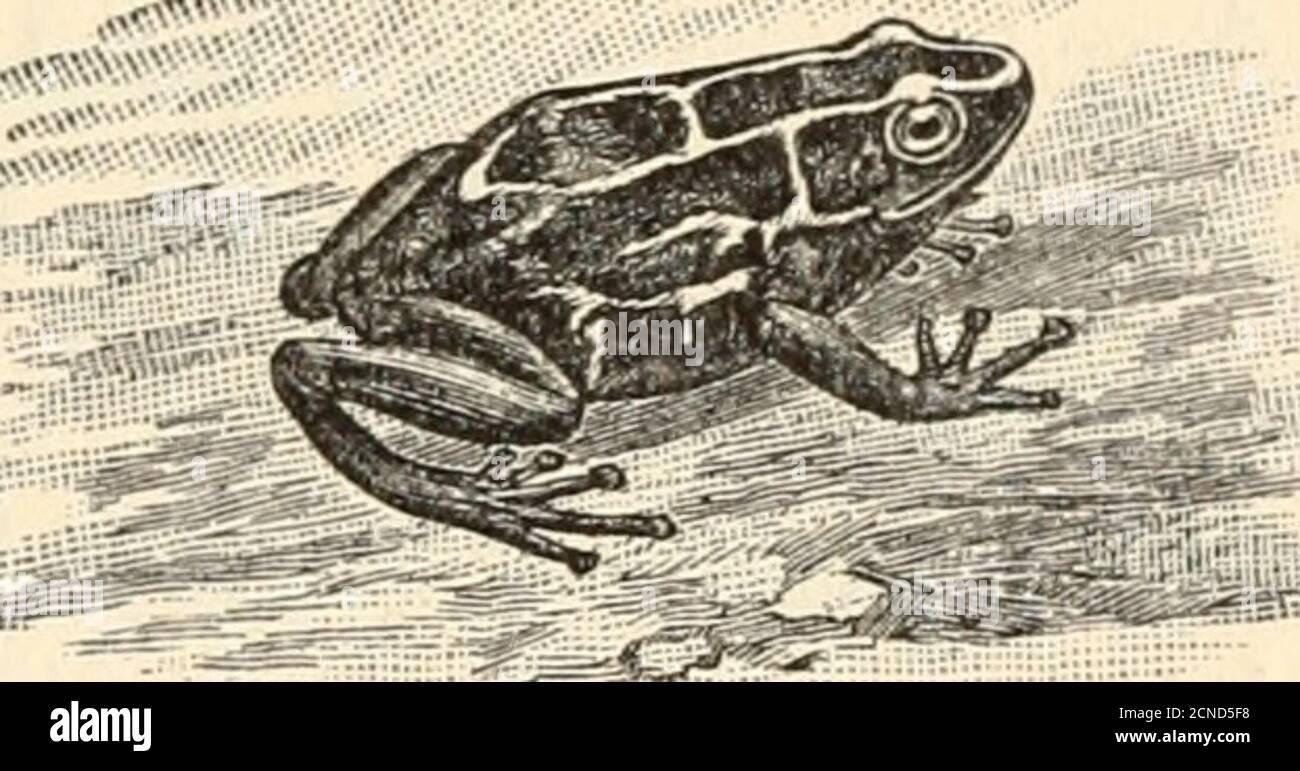 . Animal life in field and garden . a plump stomach that ends ab-ruptly in a flat tail—such is the animal in the be-ginning. It has no limbs, no organs of locomotionunless it be the tail, which whips the water to pushthe creature forward and serves as oar and rudderat the same time. The toad tadpole is small andentirely black; the frog tadpole is much larger, sil-very on the belly and grayish on the back. All tad-poles inhabit still waters, as ponds or pools warmedby the sun; but for toad tadpoles even shallow pud-dles or wagon-ruts with a few inches of rain will suf-fice, where they can gathe Stock Photo