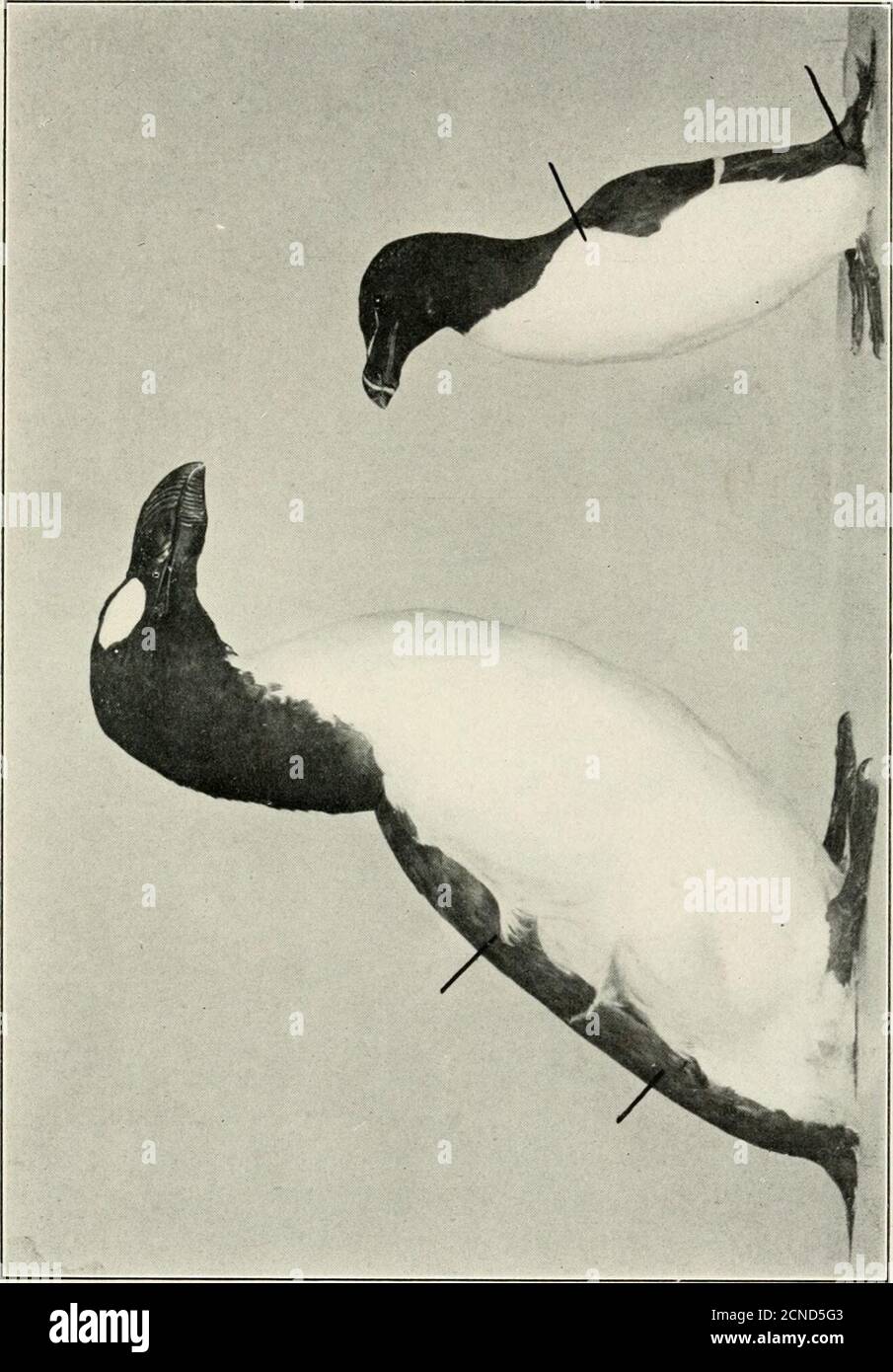 Fin simile hi-res stock photography and images - Alamy