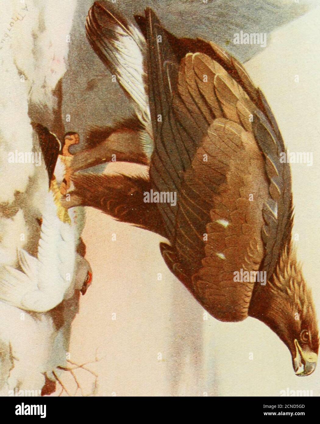 Bookidbirdsofbritishis00cowa hi-res stock photography and images - Alamy