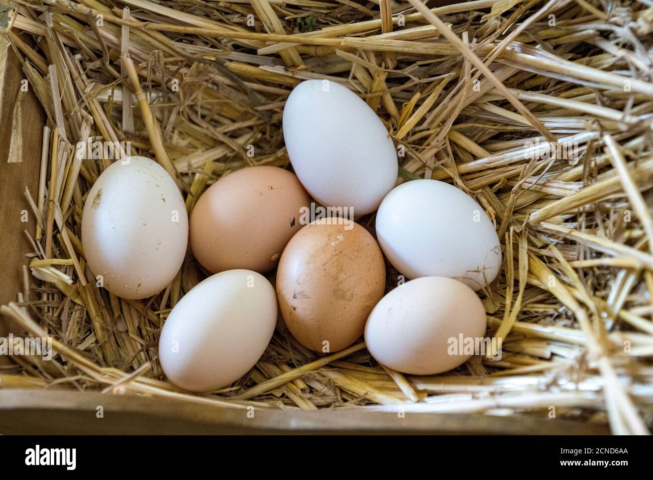 Breakfast eggs in a straw nest Stock Photo - Alamy