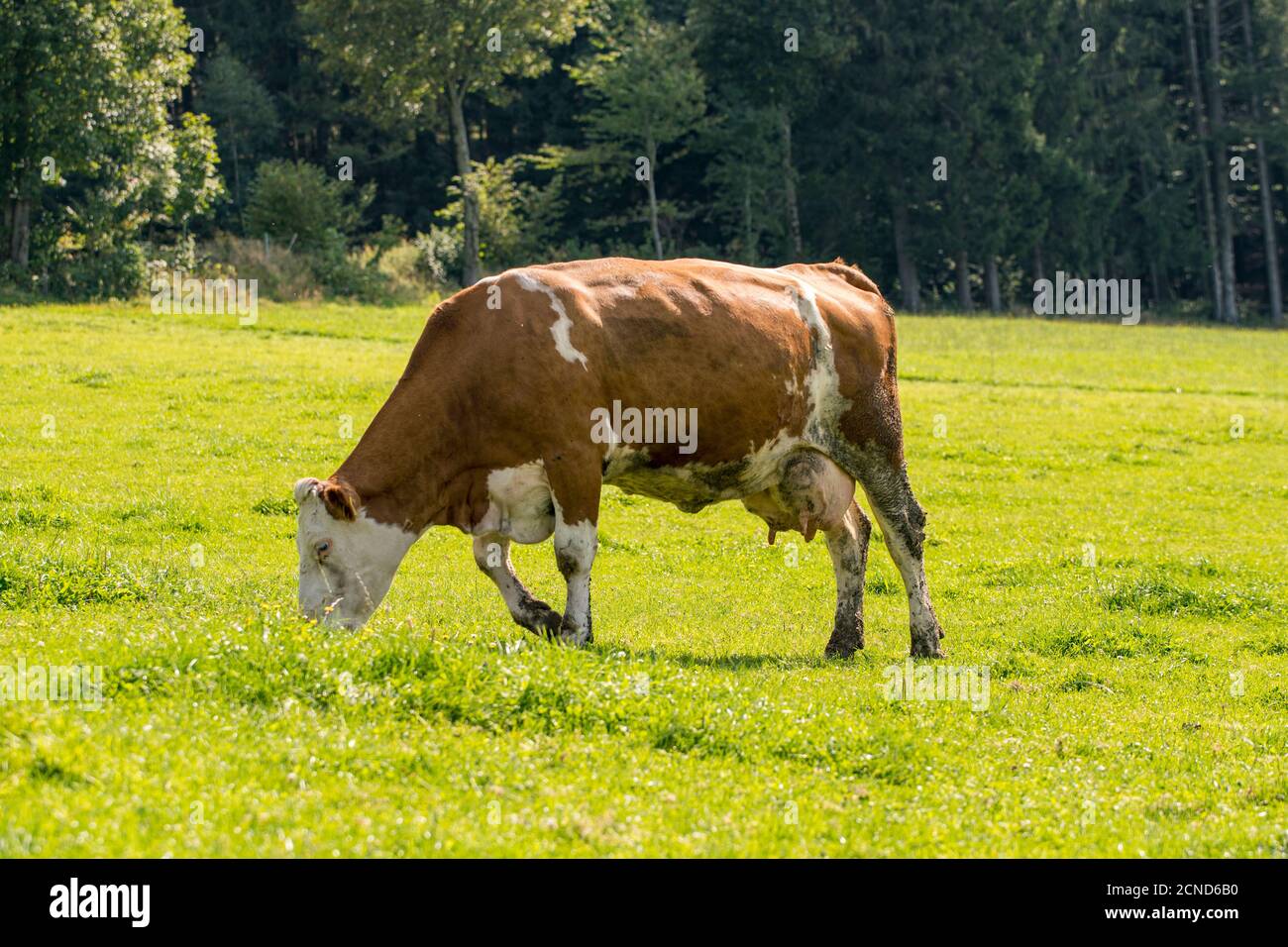 Domestic holstein cattle grazing in hi-res stock photography and images ...