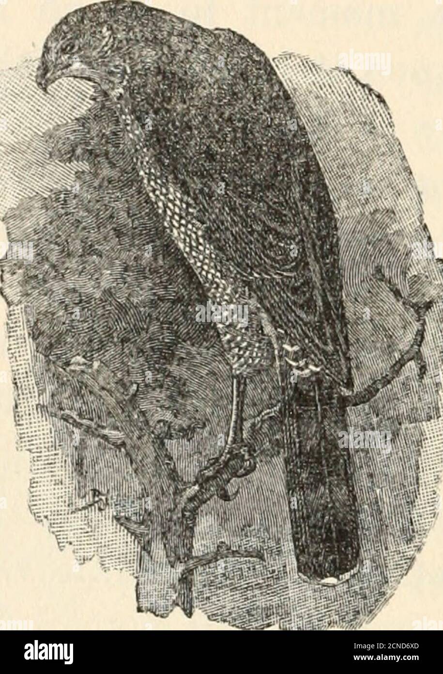  Animal Life In Field And Garden Yellow And Are Long Andslender The Sparrow hawk Is A 