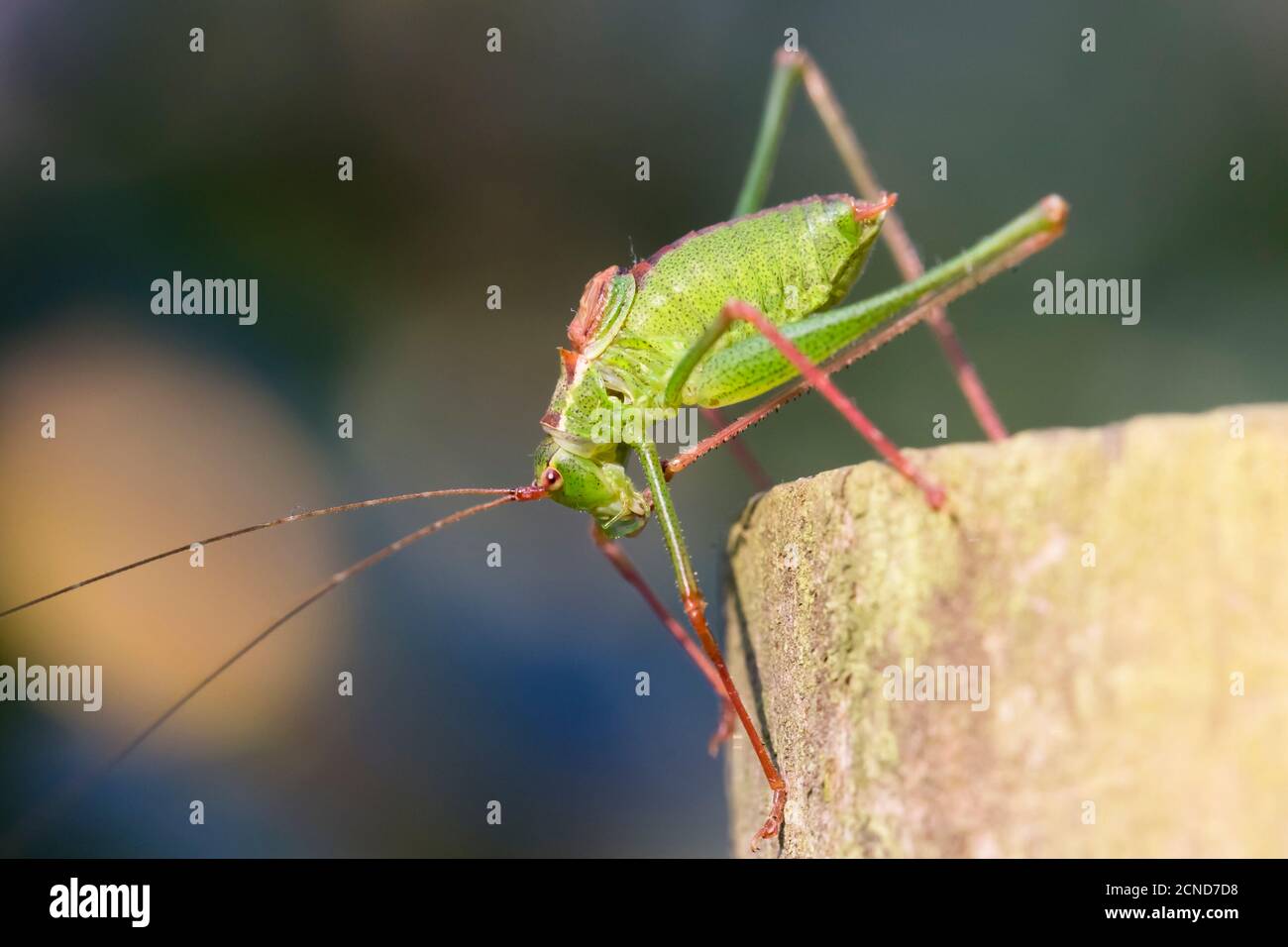 Speckled Bush-cricket - Leptophyes punctatissima. Male Stock Photo
