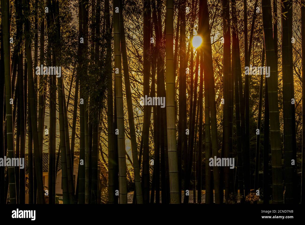 Bamboo forest of the image that was illuminated by the setting sun Stock Photo