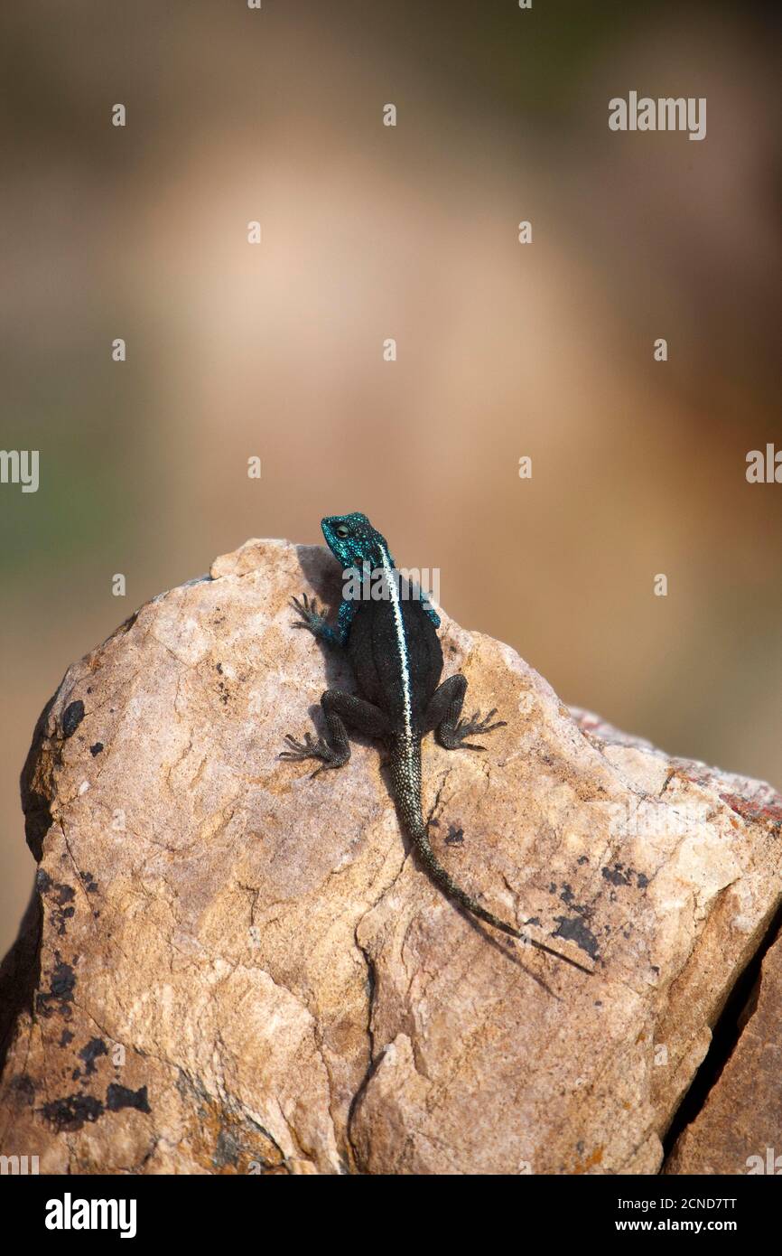 Agama standing on Rock, Hermanus in South Africa Stock Photo - Alamy