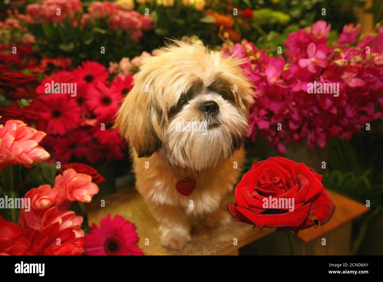 Muffin choosing her wedding flowers. Muffin the Shih Tzu and Timmy the Bichon Frize dog wedding, London  PICTURE CREDIT : © MARK PAIN / ALAMY Stock Photo