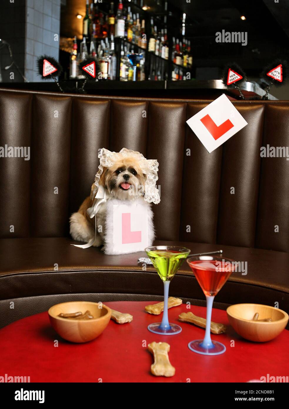 Muffin on her hen night in Bar Solo in Camden. Muffin the Shih Tzu and  Timmy the Bicho Frize dog wedding. PIC CREDIT : © MARK PAIN / ALAMY Stock  Photo - Alamy