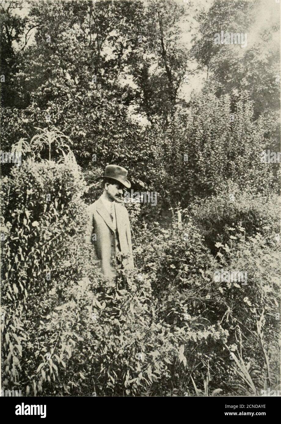 Bird-lore . ONE OF THE IRELAND CARTOONS USED IN THE OHIO QUAIL FIGHT.. DR.  EUGENE SWOPE, Field agent for Ohio, in his garden watching a Chipping  Sparrow feed her young. (413)