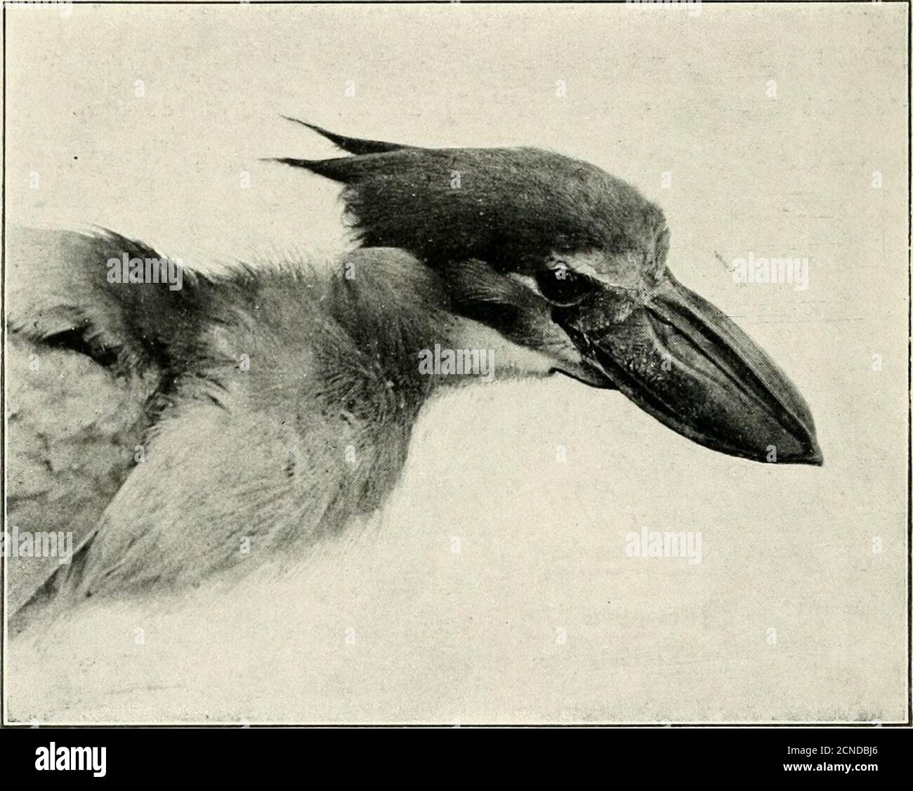 The bird, its form and function . - pecked at the sweet flesh, when the two tight-fitting doors have suddenly closed, pinning the bird help-. FiG. 180. —Boat-billed . 179 and The bird, its form and function . - pecked at the sweet flesh, when the two tight-fitting doors have suddenly closed, pinning the bird help-. FiG. 180. —Boat-billed . 179 and