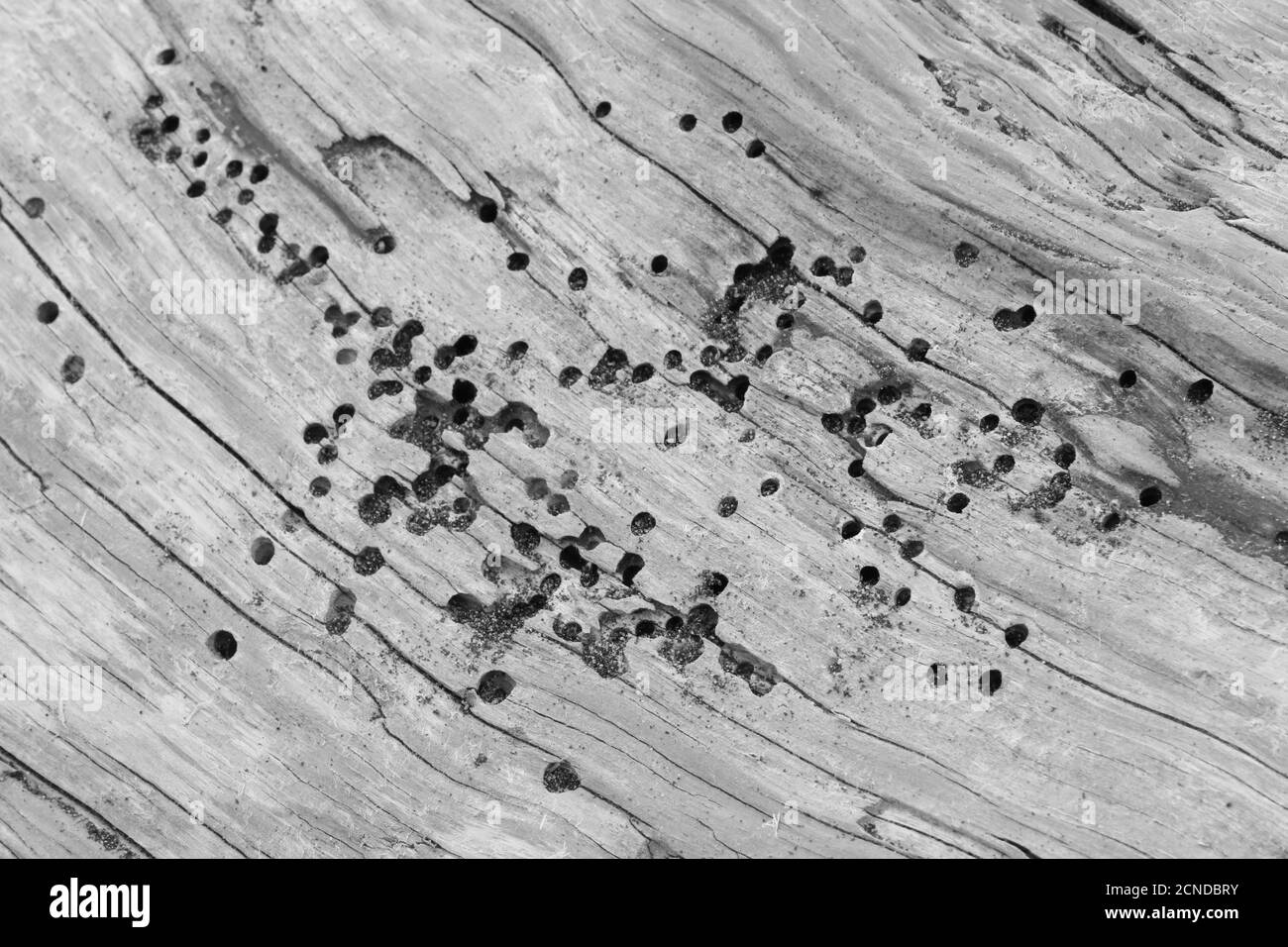 Bleached driftwood Black and White Stock Photos & Images - Alamy