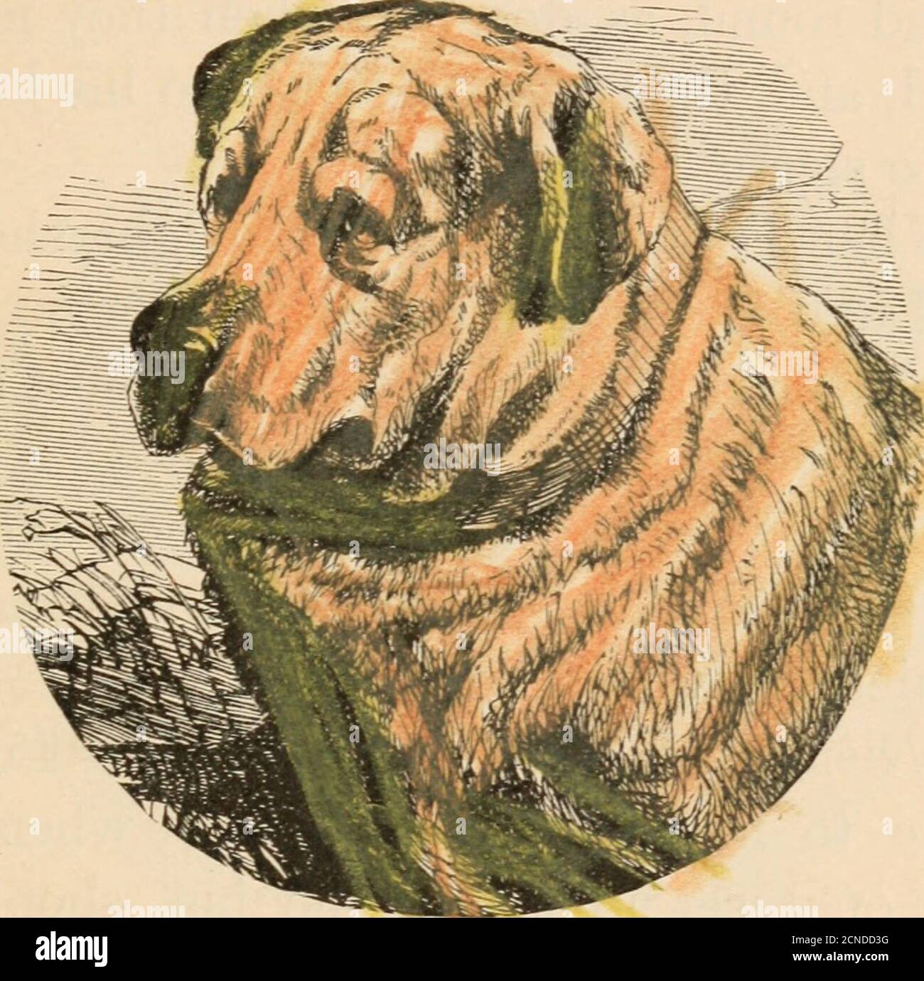 Do Dogs Clean Their Faces Like Cats