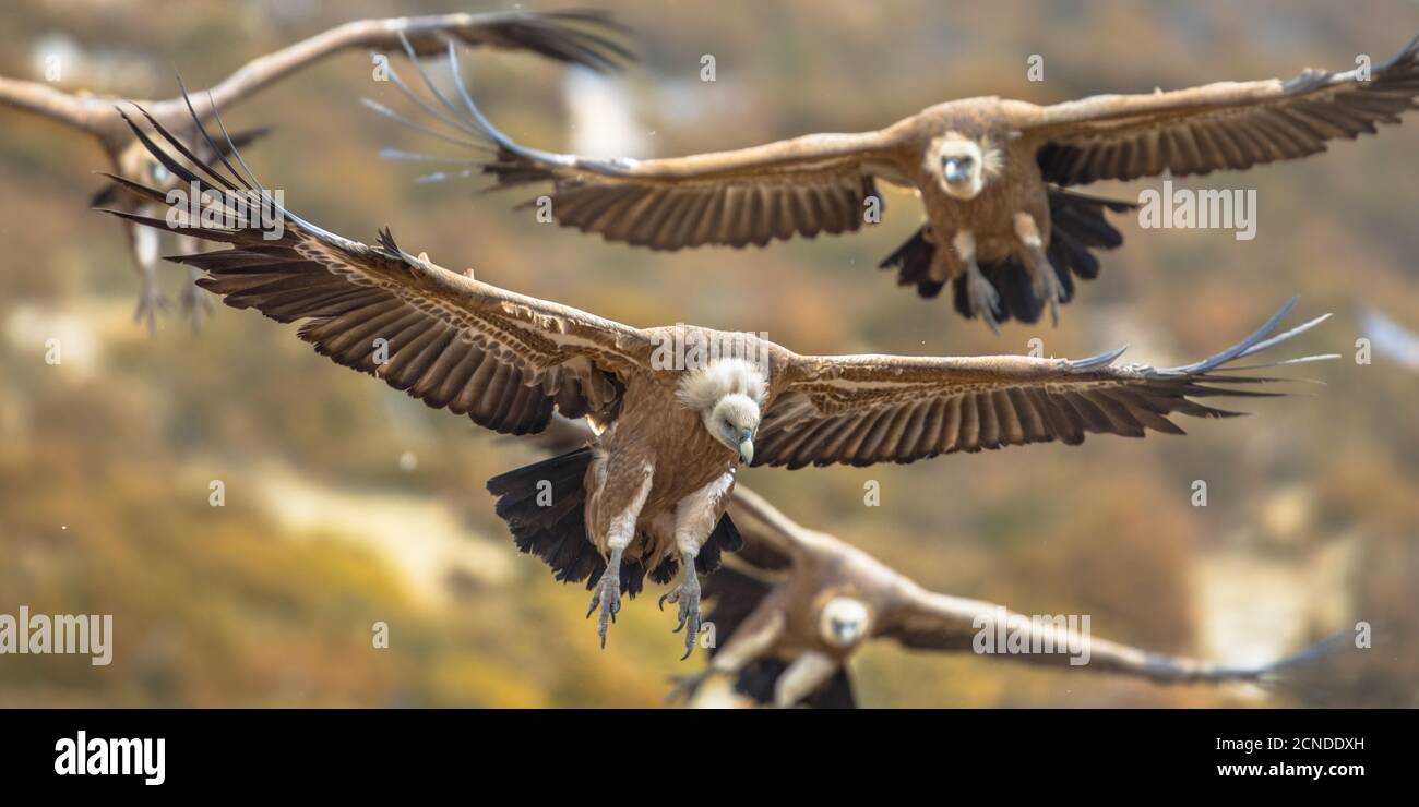 Griffon vultures (Gyps fulvus) group flying in misty conditions in Spanish Pyrenees, Catalonia, Spain, April. This is a large Old World vulture in the Stock Photo