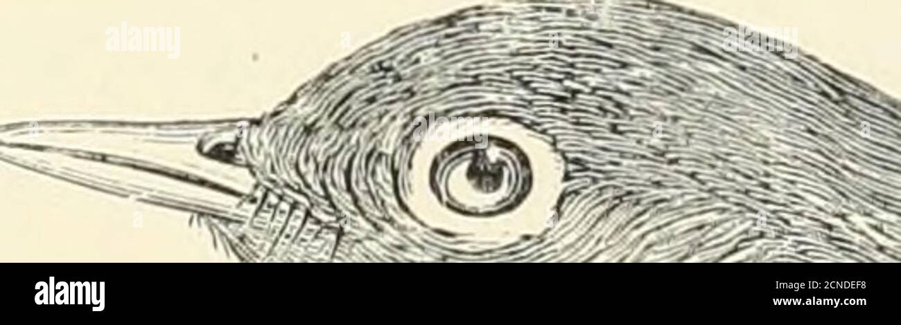 . The birds of Illinois and Wisconsin . VI , ■i^ . Stock Photo