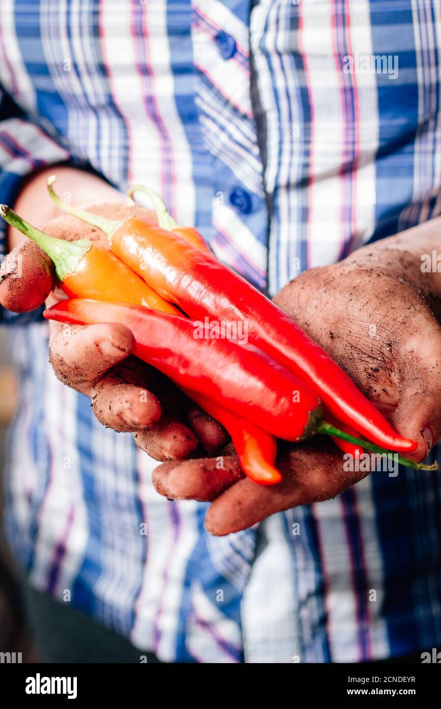 Farmer hands holding red hot chili peppers Stock Photo - Alamy