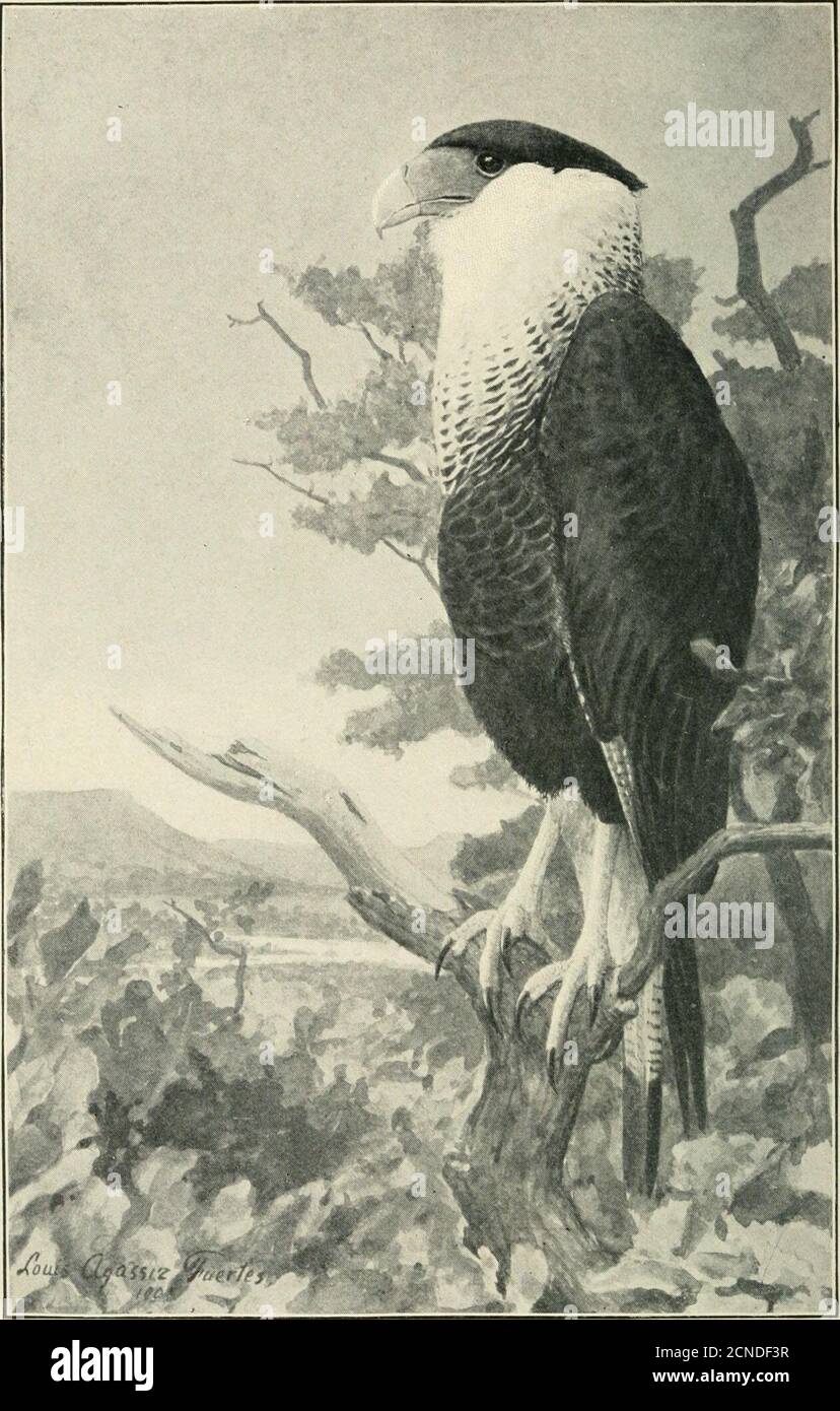 . Handbook of birds of the western United States, including the great plains, great basin, Pacific slope, and lower Rio Grande Valley . From Biological Siire., U.Agriculture. L)fi)t. ot Fig. 237. AUDUBUX CARACARA FALCONS, HAWKS, EAGLES, P:TC. 171 pure wliite witli Uiw ni;irkiii&lt;i.s to deep ciiiniDnon Ijiiff, more oi It-ss sprin-kled or blotched with darker Ijrowii. Food. — Mainly f^rasshopjjers and crickets; also other insects, snails,small injurious niannnals, and sometimes birds. The habits of the castci-ii sparrow hawk arc the same as those ofthe western. 360a. F. s. deserticola Mmms. Stock Photo