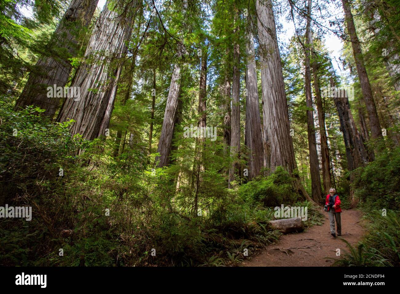 Hiker amongst giant redwood trees on the Trillium Trail, Redwood National and State Parks,  California, United States of America Stock Photo