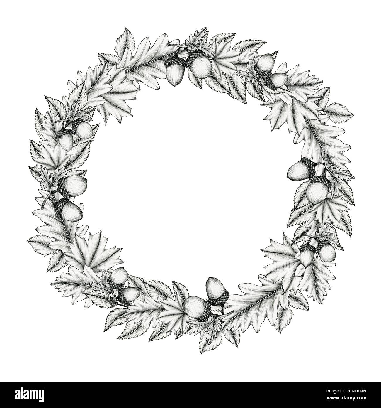 vintage autumn wreath decoration with acorns, maple leaf and oak leaf, black and white ink fall botanical illustration for wedding, greeting card Stock Photo