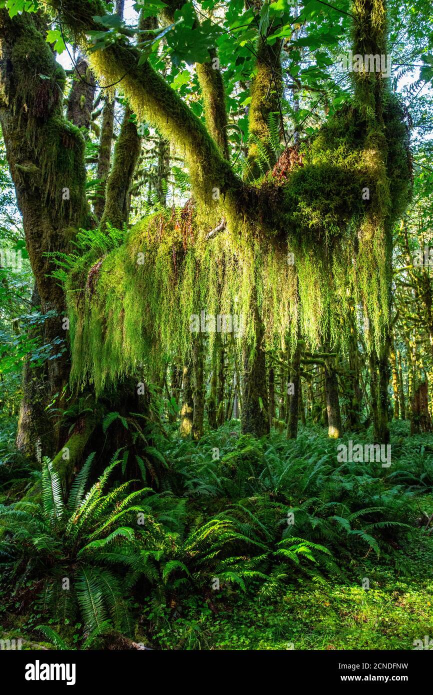 Temperate rain forest on the Maple Glade Trail, Quinault Rain Forest, Olympic National Park,  Washington State, United States of America Stock Photo