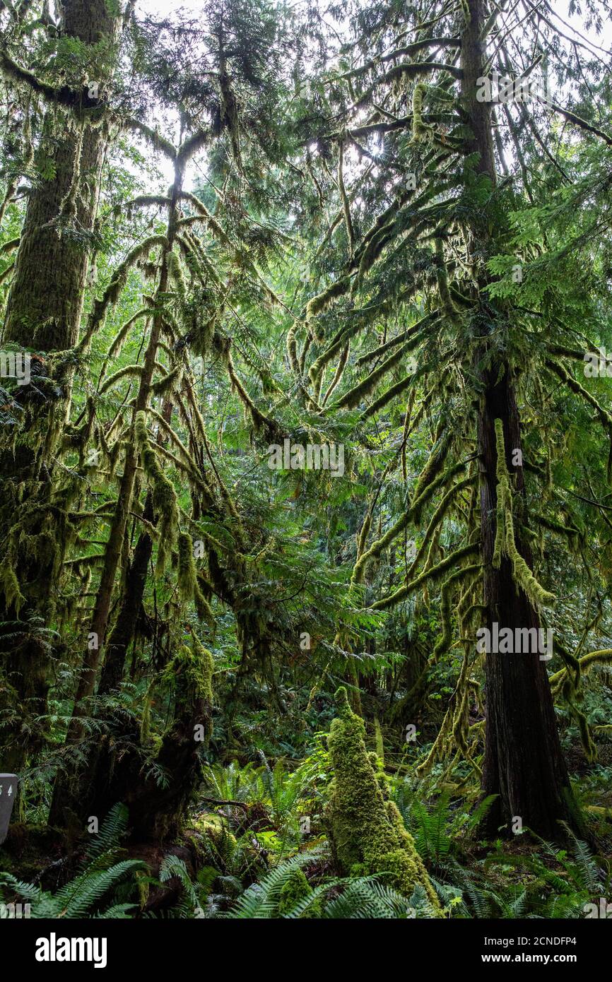 Lichen-covered trees on the Marymere Falls Trail, Quinault Rain Forest, Olympic National Park,  Washington State, United States of America Stock Photo