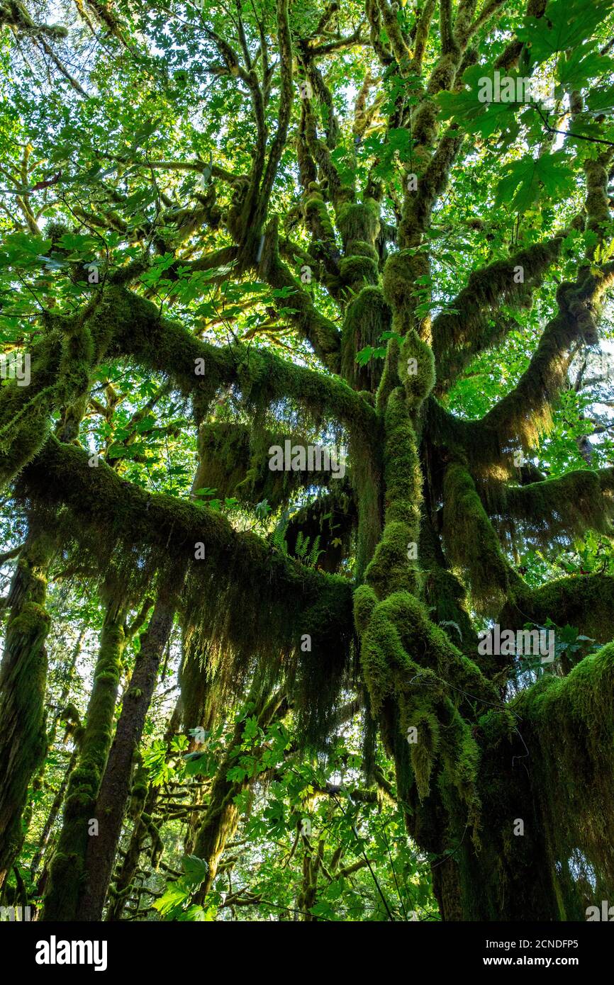 Temperate rain forest on the Maple Glade Trail, Quinault Rain Forest ...