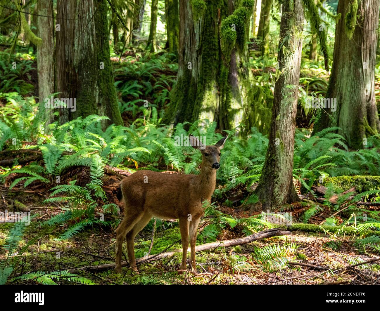 Columbian black-tailed deer (Odocoileus hemionus columbianus), Olympic National Park,  Washington State, United States of America Stock Photo