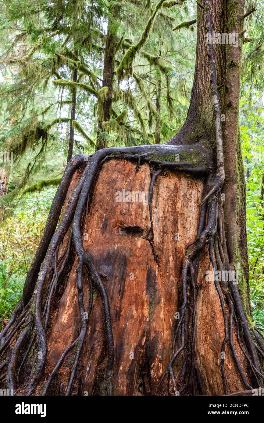 Nursery log on the Rain Forest Nature Trail, Quinault Rain Forest, Olympic National Park,  Washington State, United States of America Stock Photo
