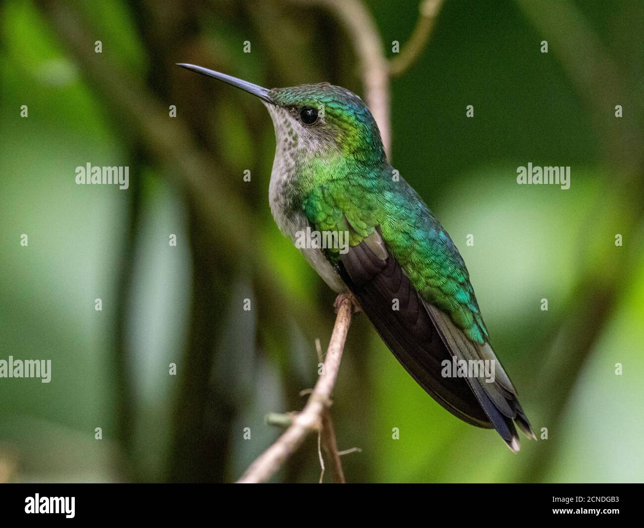 Captive versicoloured emerald (Chrysuronia versicolor), Parque das Aves, Foz do Iguacu, Parana State, Brazil Stock Photo